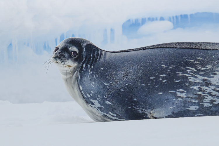 a seal on ice