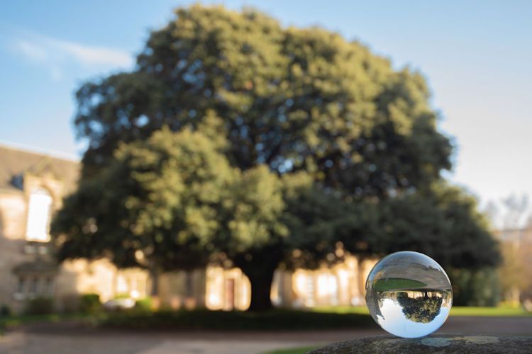Lensball view of the Holme Oak tree in St Mary's Quadrangle, University of St Andrews