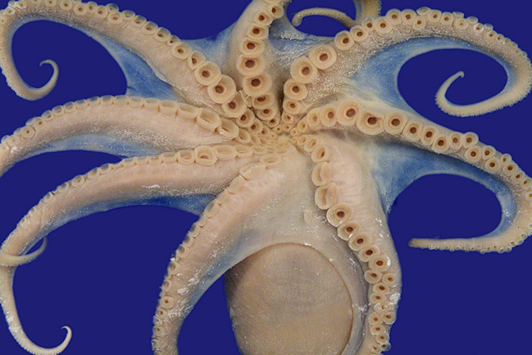 Octopus