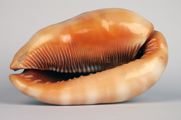 Shell