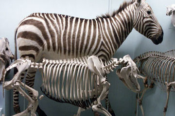 Stuffed Zebra and skeleton
