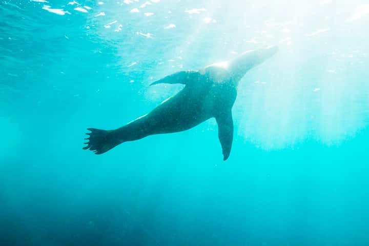 Seal swimming underwater