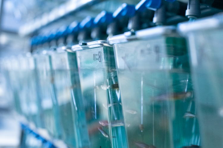 Fish tank containing zebrafish