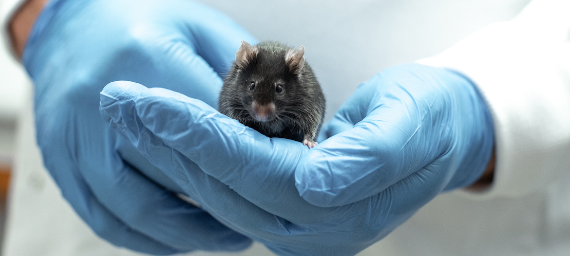 Mouse cradled in hand