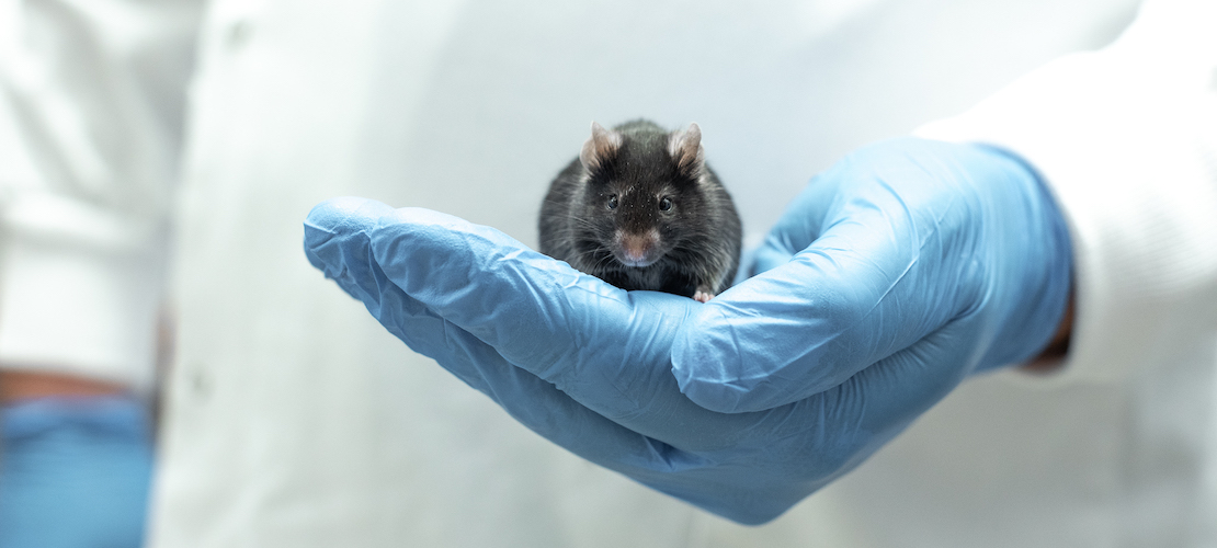 Mouse with white background