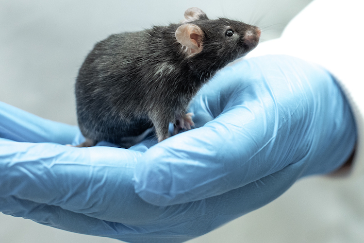 Mouse relaxed in hand