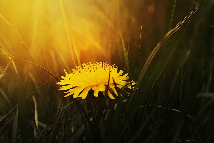 'The Anthropology of Energy' module awarded 'Golden Dandelion'