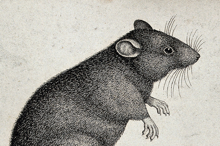 Global War Against the Rat project vacancies