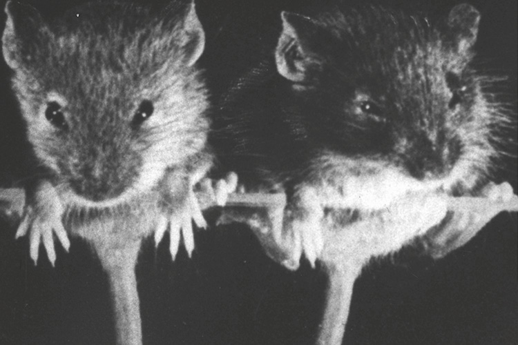 First annual conference of The Global War Against the Rat and the Epistemic Emergence of Zoonosis