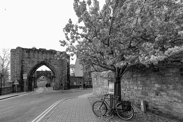 Cherry blossom in St Andrews