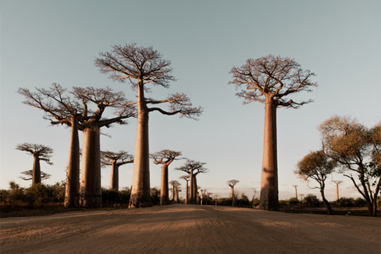 Dead trees in a barren field