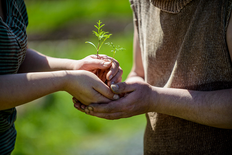 Two pairs of hands cradling a seedling