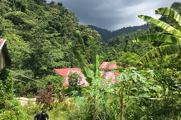 Red roofs of a village in the midst of a lush green forest