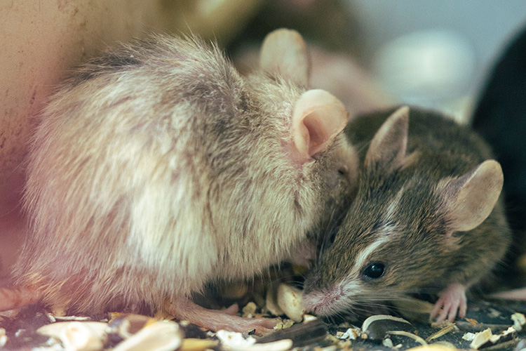 Two rats scavenging food
