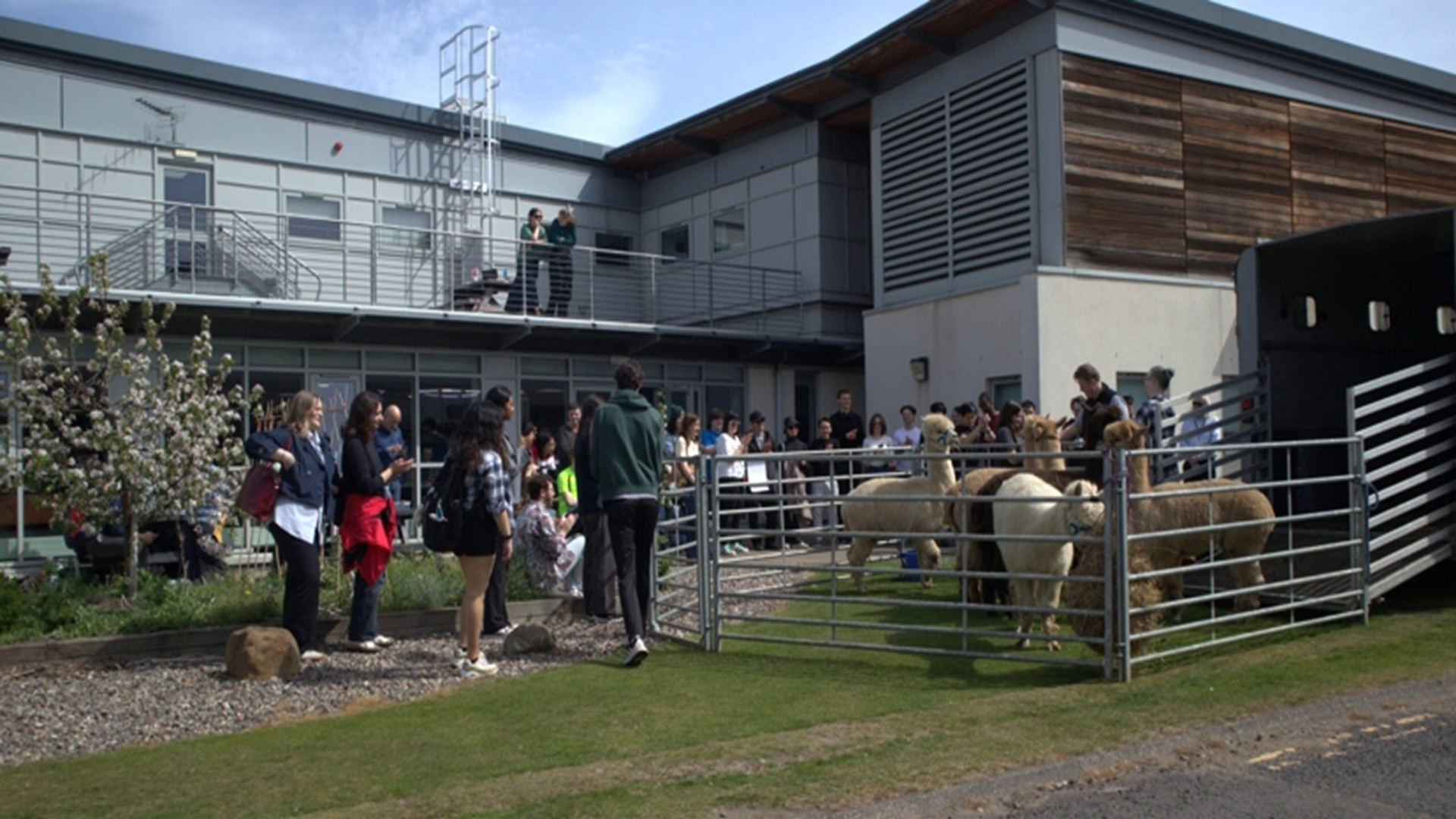 Students meeting Alpacas outside the School