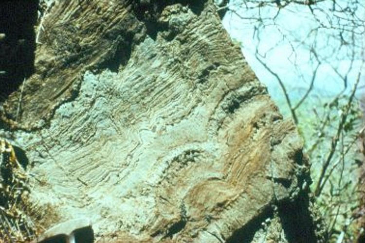 Ammonium fertilised early life on Earth