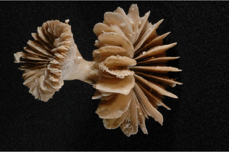 Coral time machines reveal ancient CO2 burps