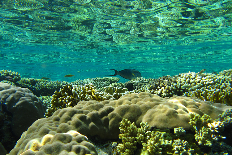 underwater coral reef