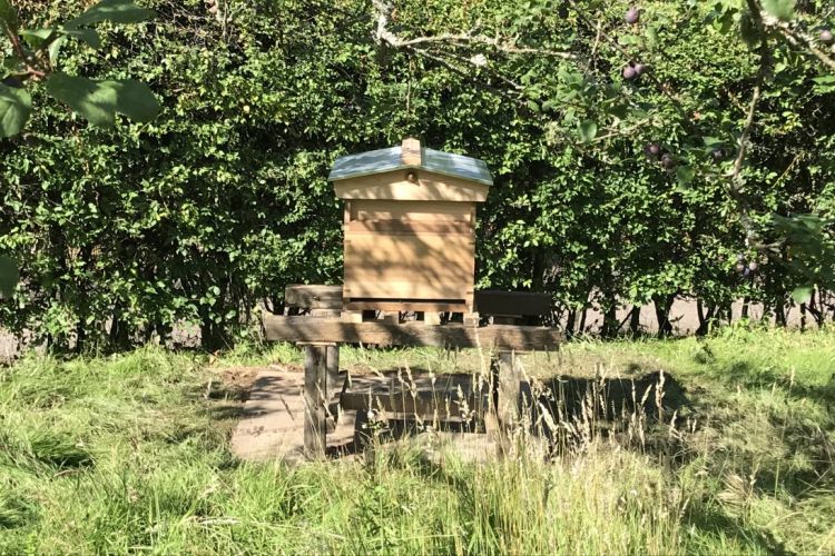 School of English beehive