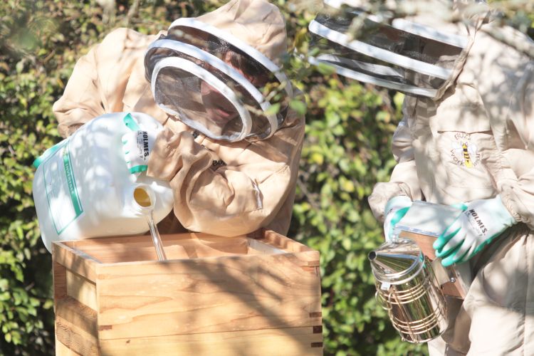 Feeding the bees sugar syrup