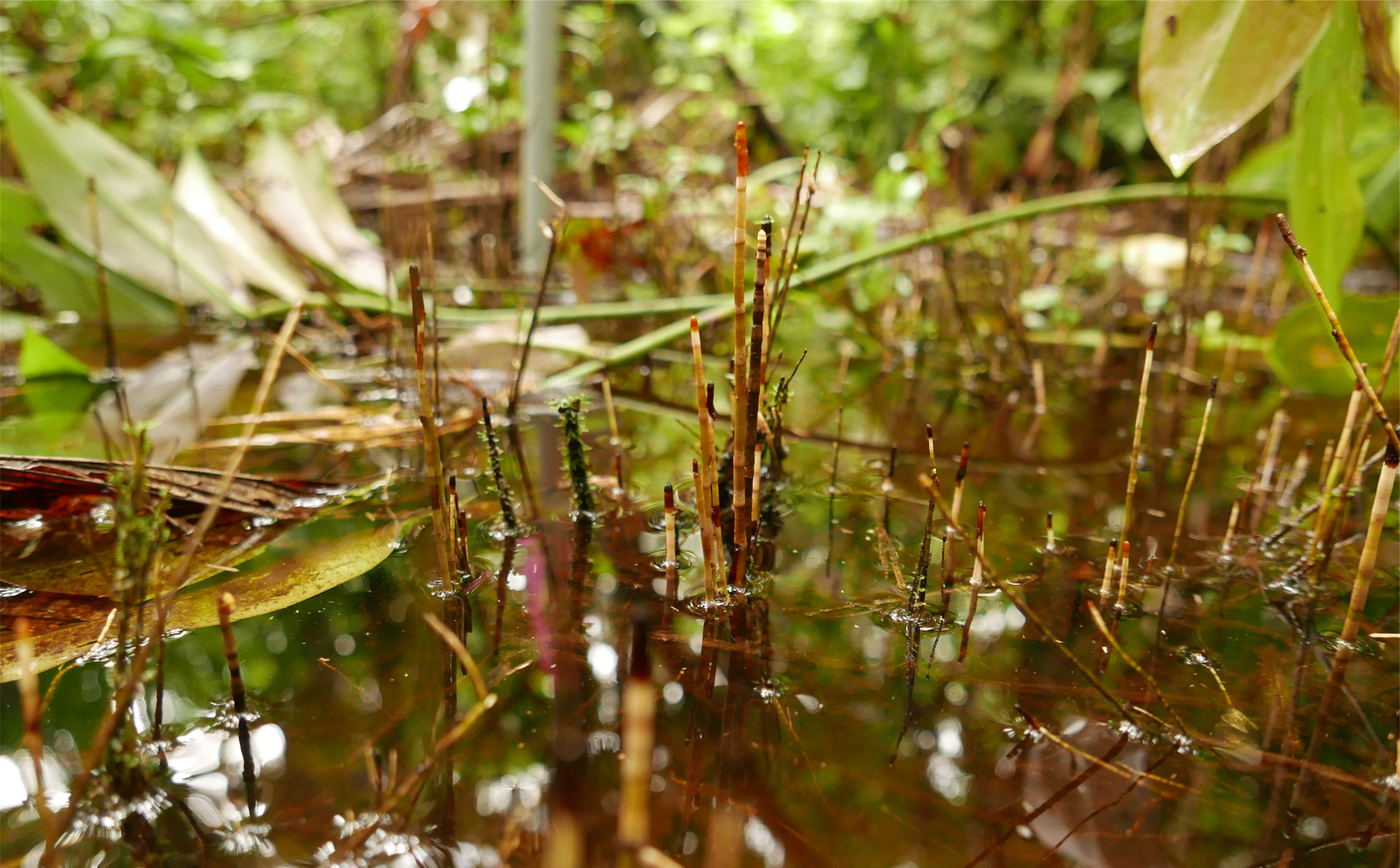 Aerenchyma plant