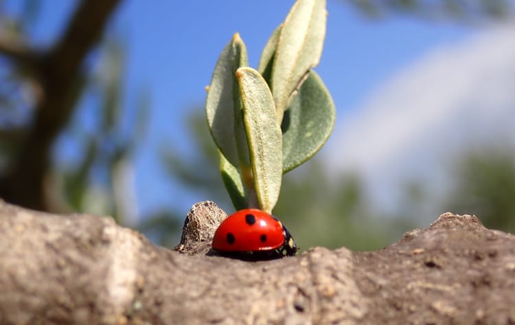 Ladybird