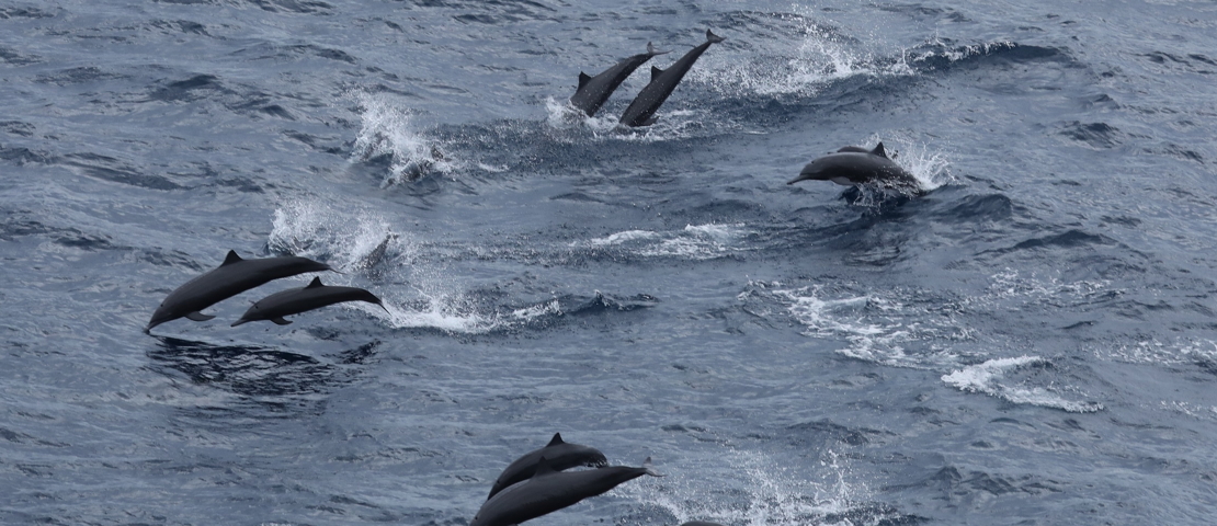 Group of dolphins