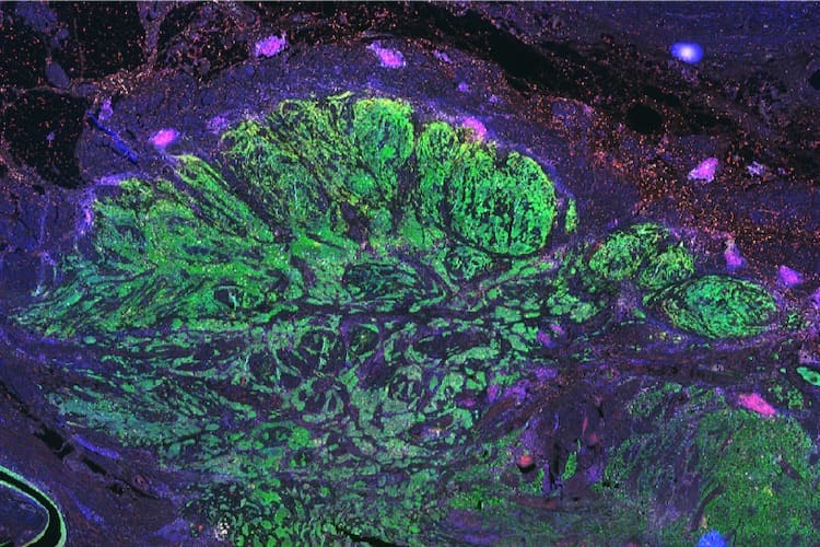 Cellular imaging