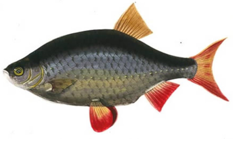 Illustration by Sarah Bowdich Lee from her rare Fresh Water Fishes of Great Britain, 1828-1838