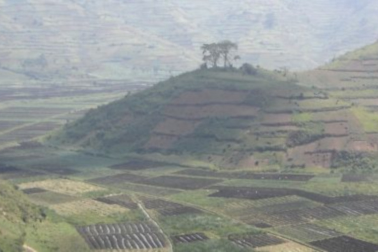 Rwandan dense agriculture in the hills