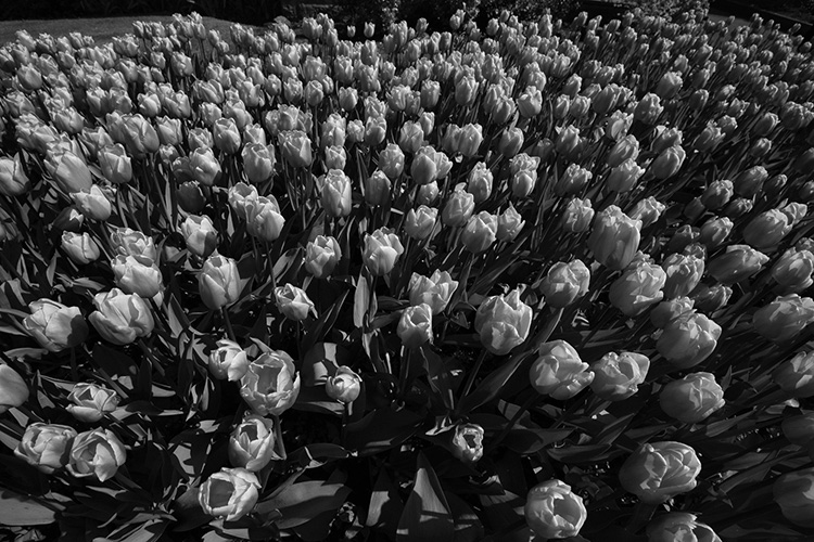 Tulips outside St Salvators Hall