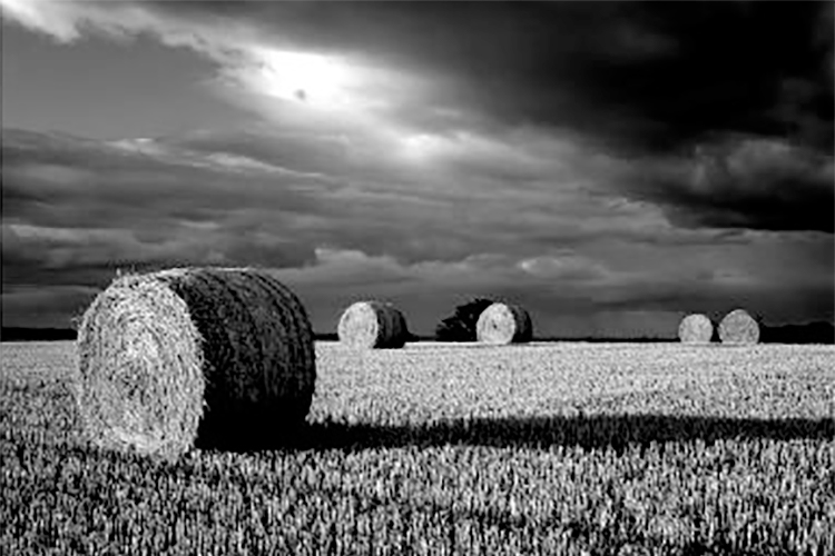 Round hay bales in a field outside St Andrews