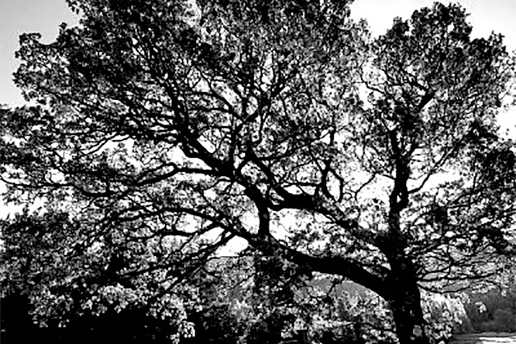 A tree in autumn