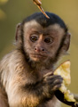 Brown Capuchin monkey