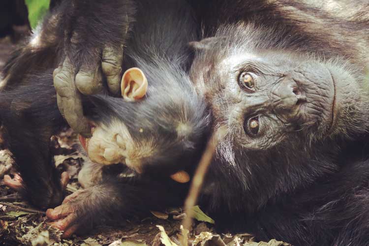 Mother and infant chimpanzee in Budongo rain forest