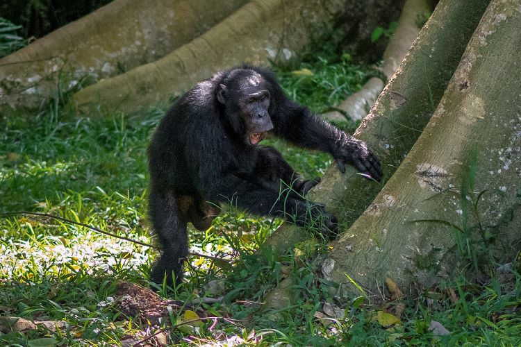 Chimpanzee drum beats send social media messages across the jungle