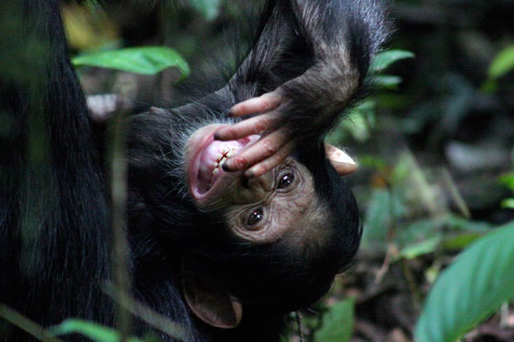 Dr Cat Hobaiter on BBC series Primates