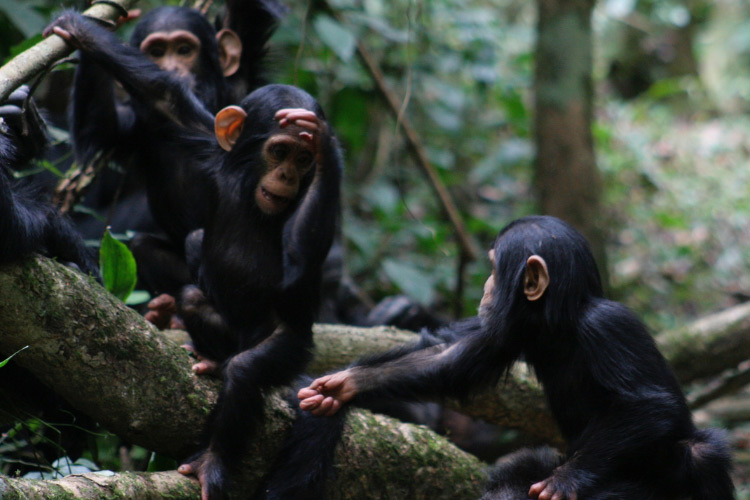 Humans can recognise and understand chimpanzee and bonobo gestures