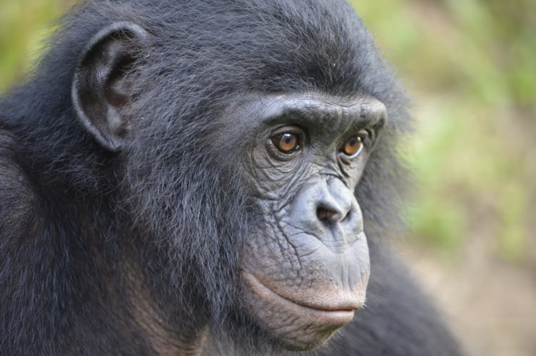 Apes possess human-like &ldquo;theory of mind&rdquo;