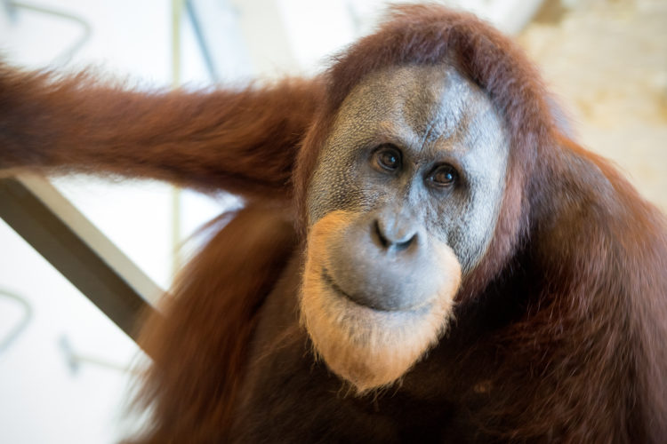 Orangutans hold the key to human speech