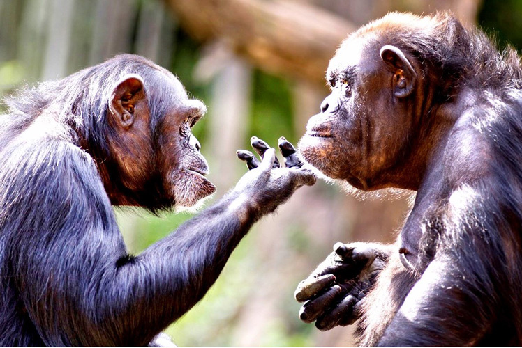 The Naked Primate