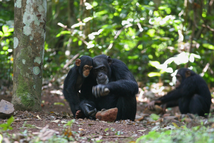 Two chimpanzees sit in the foreground of this photo, an older chimpanzee appears to be using a rock, while the younger watches. A third chimpanzee sits further back in lush green trees.