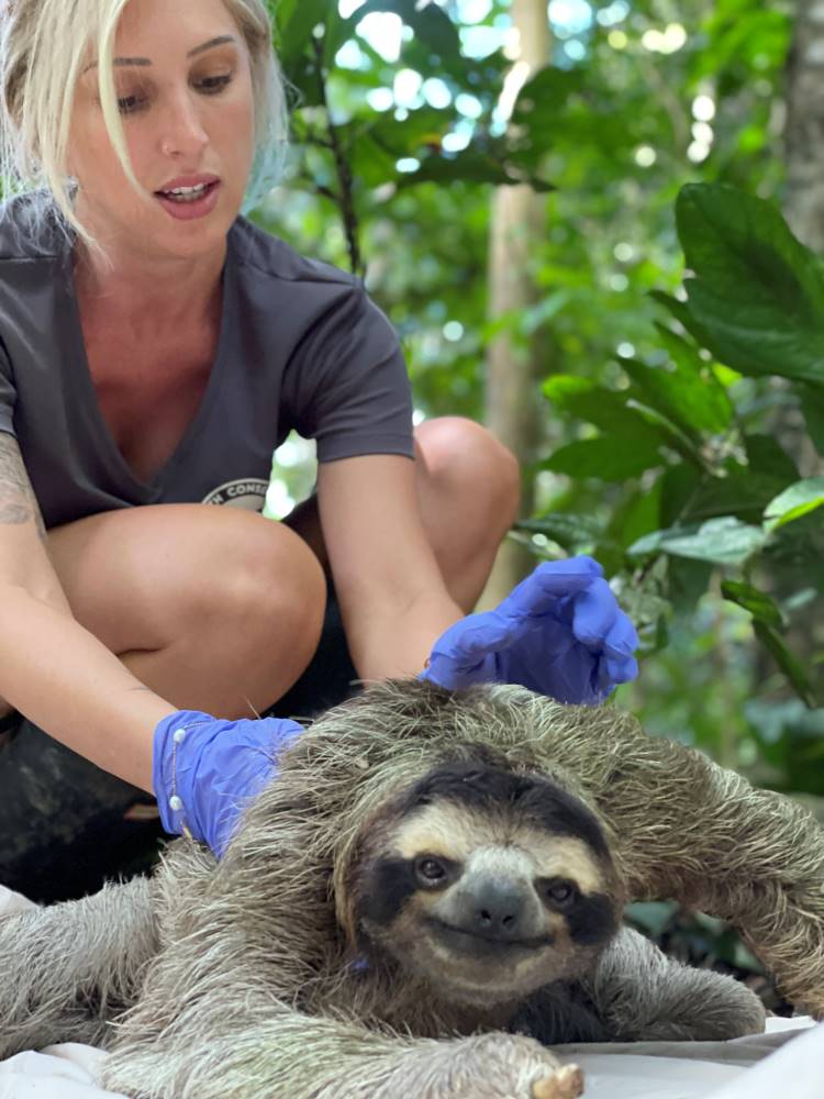 Photograph of Rebecca Cliffe tending to a sloth